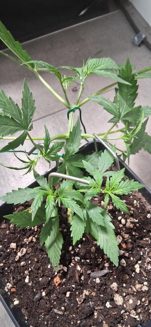 Der Anbauer comgrow. Week 3