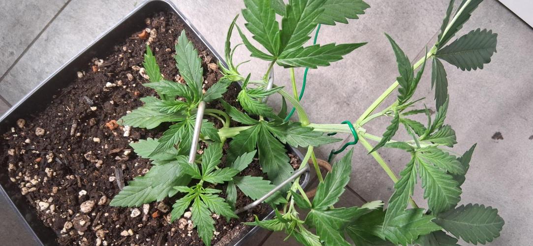 Der Anbauer comgrow. Week 3