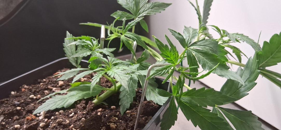 Der Anbauer comgrow. Week 3