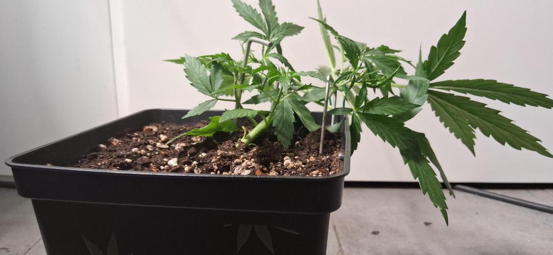 Der Anbauer comgrow. Week 3