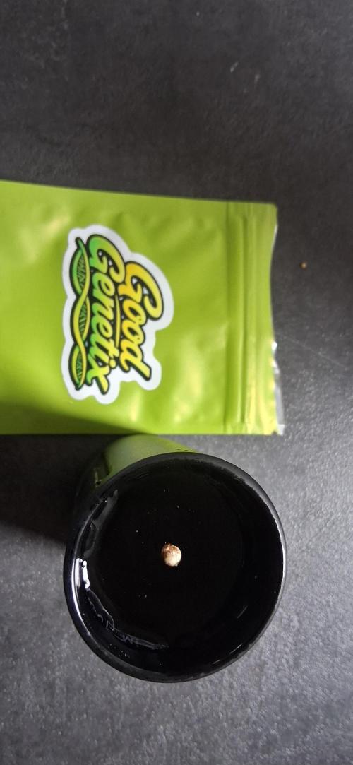 Triple G Good Genetix. Week 0