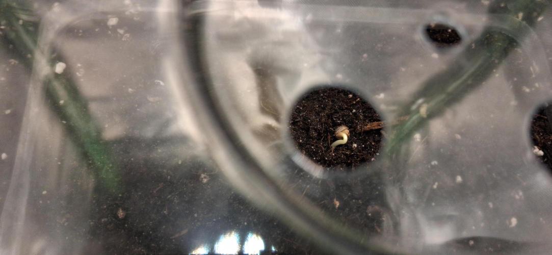 Triple G Good Genetix. Week 1