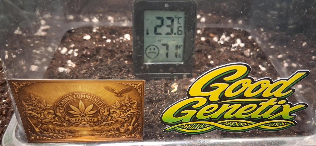Triple G Good Genetix. Week 1
