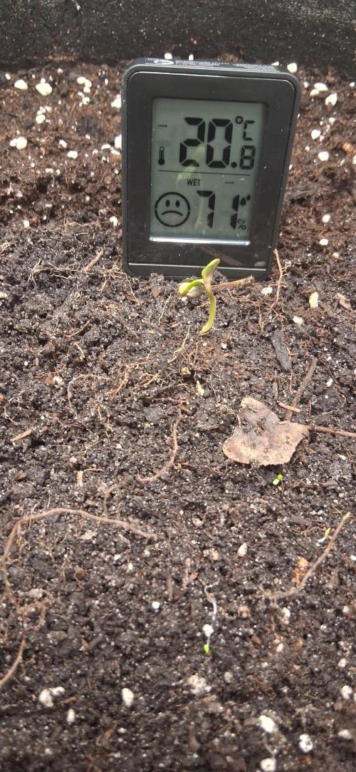 Triple G Good Genetix. Week 1