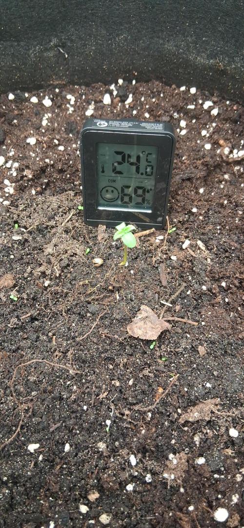Triple G Good Genetix. Week 1