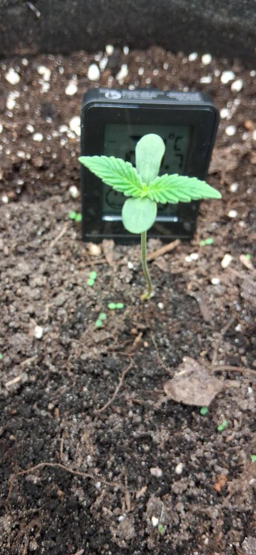 Triple G Good Genetix. Week 1
