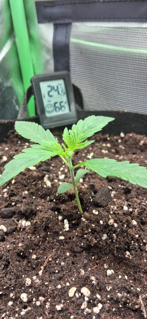 Triple G Good Genetix. Week 2