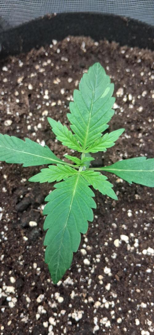 Triple G Good Genetix. Week 2