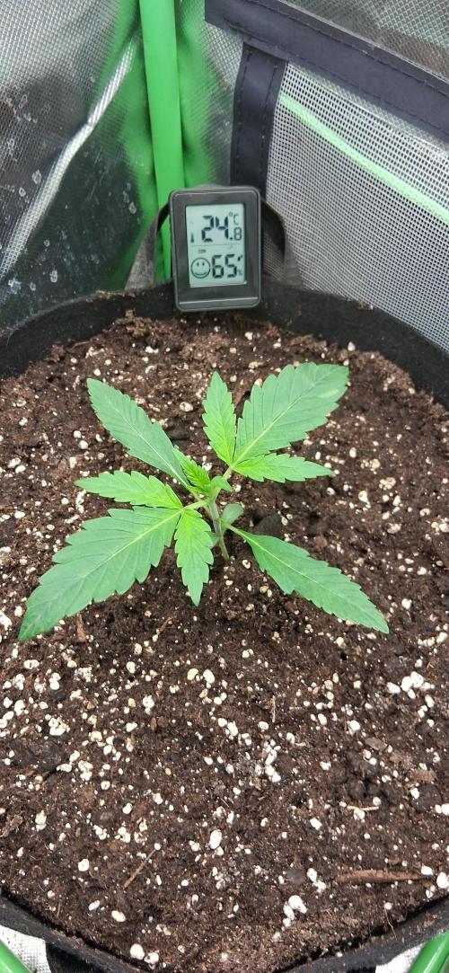 Triple G Good Genetix. Week 2