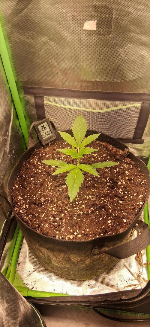 Triple G Good Genetix. Week 2