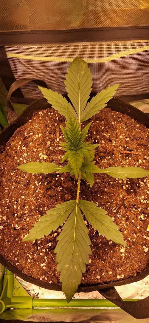 Triple G Good Genetix. Week 2