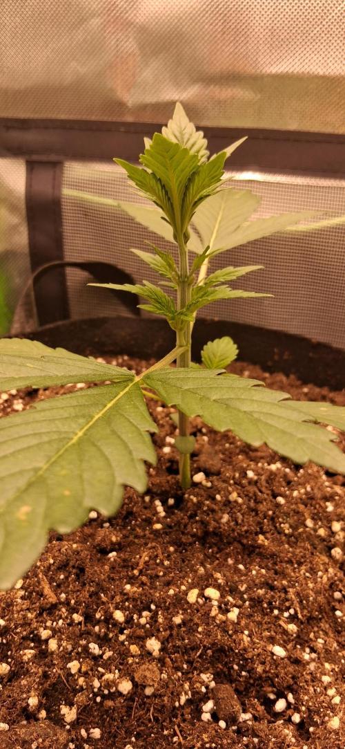 Triple G Good Genetix. Week 2