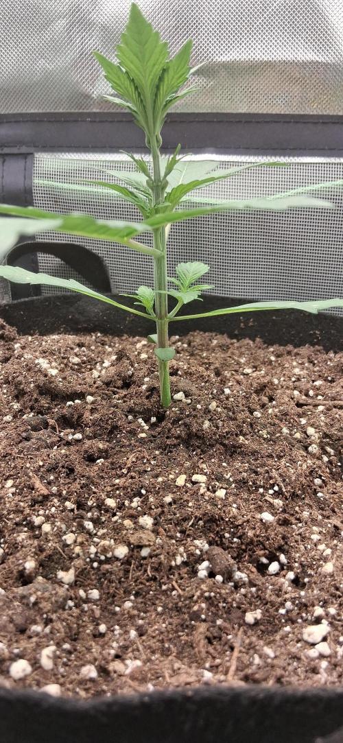 Triple G Good Genetix. Week 2