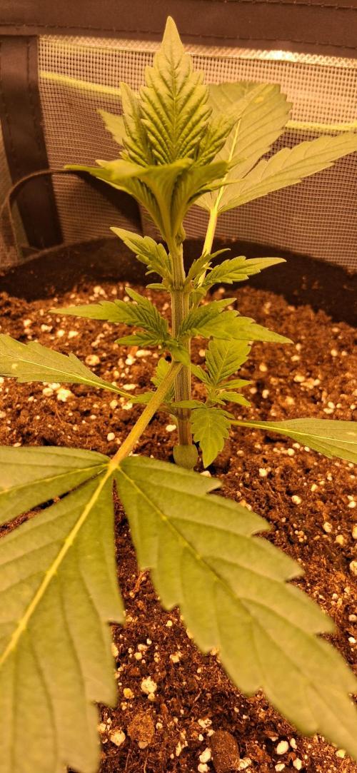 Triple G Good Genetix. Week 2