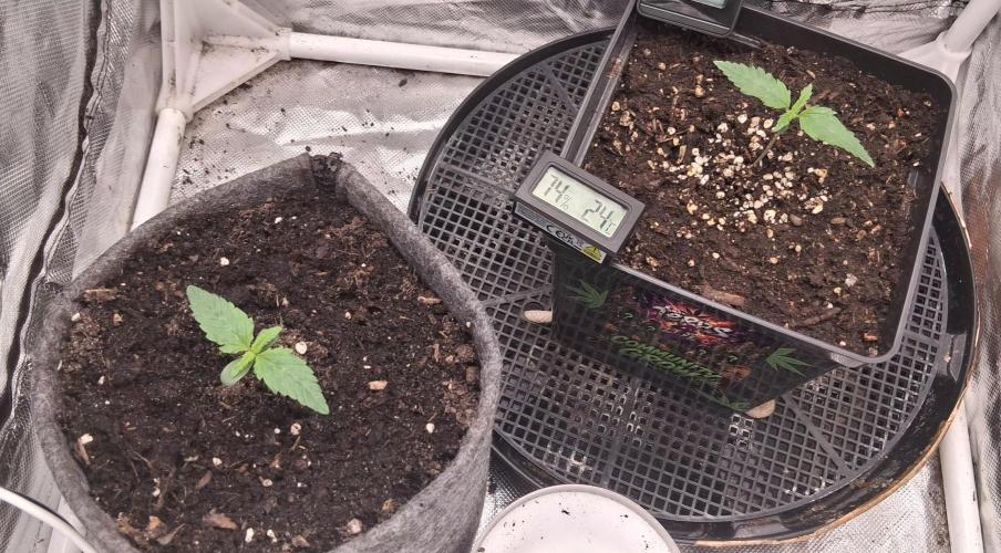 Der Anbauer comgrow. Week 1