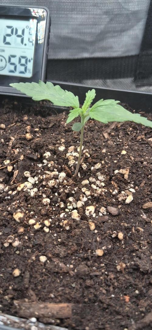 Der Anbauer comgrow. Week 1
