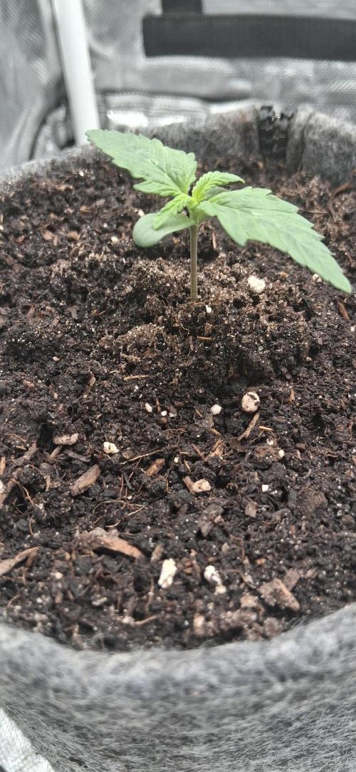 Der Anbauer comgrow. Week 1