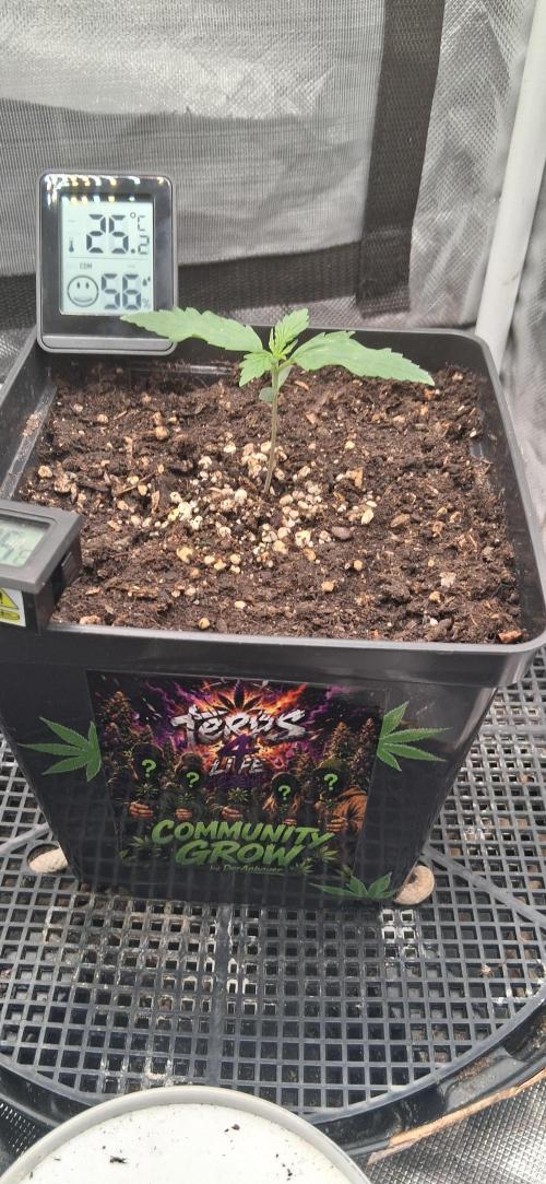 Der Anbauer comgrow. Week 1
