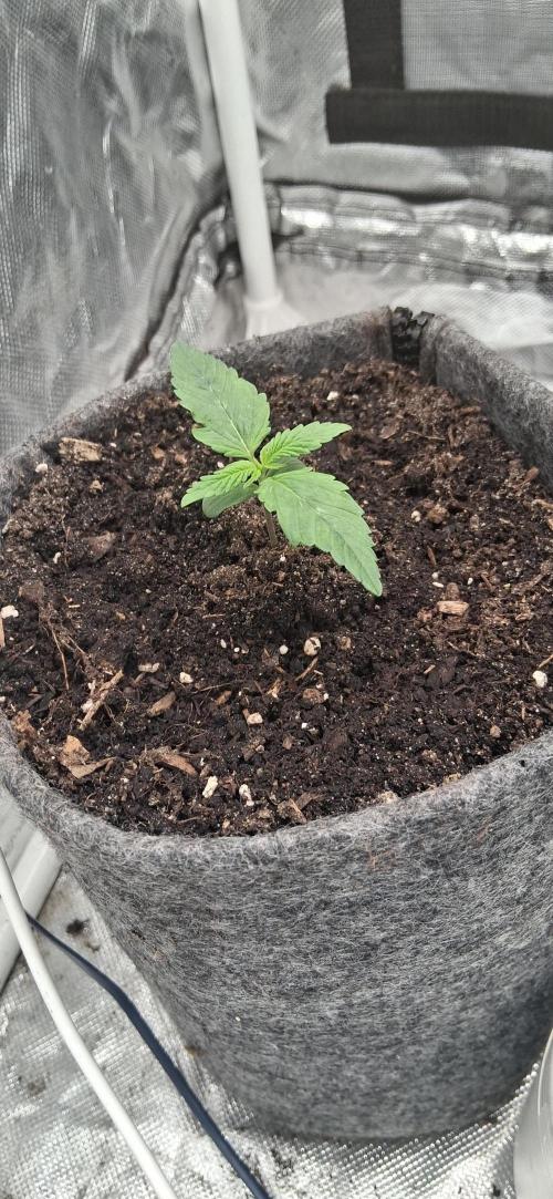 Der Anbauer comgrow. Week 1