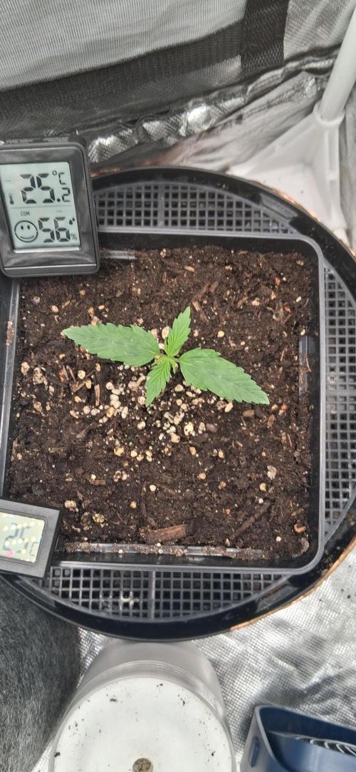 Der Anbauer comgrow. Week 1