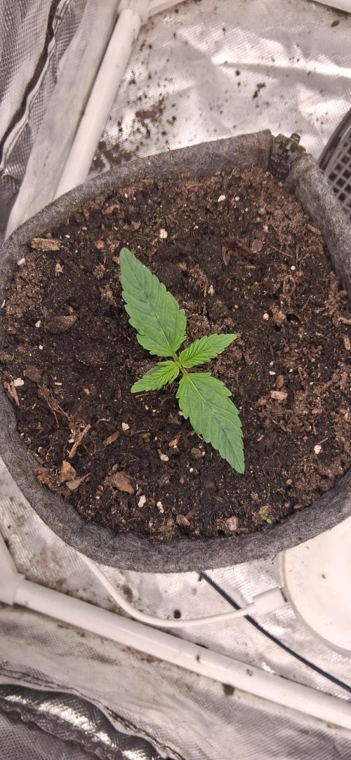 Der Anbauer comgrow. Week 1