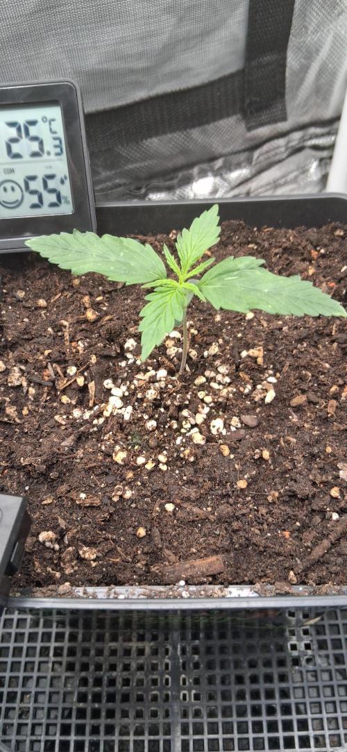 Der Anbauer comgrow. Week 1