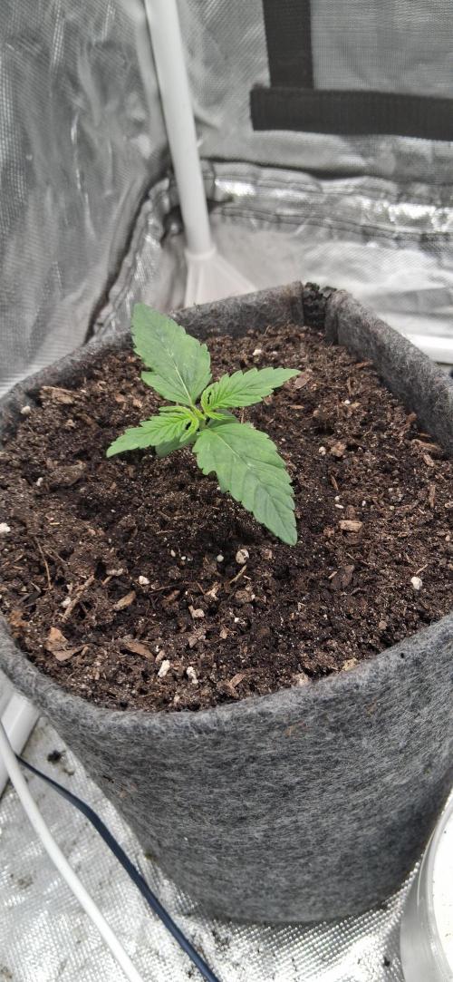 Der Anbauer comgrow. Week 1