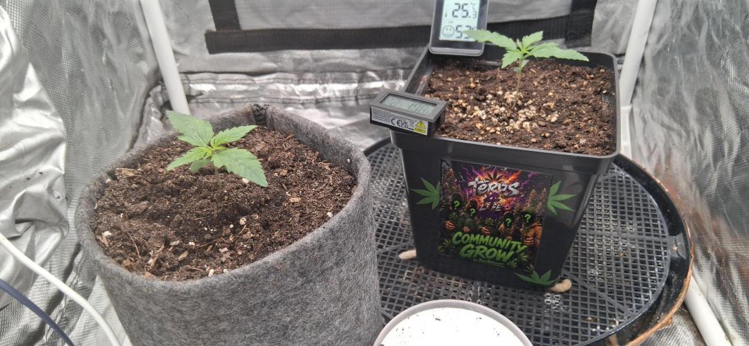 Der Anbauer comgrow. Week 1