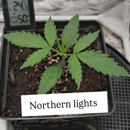 Der Anbauer comgrow. Week 3