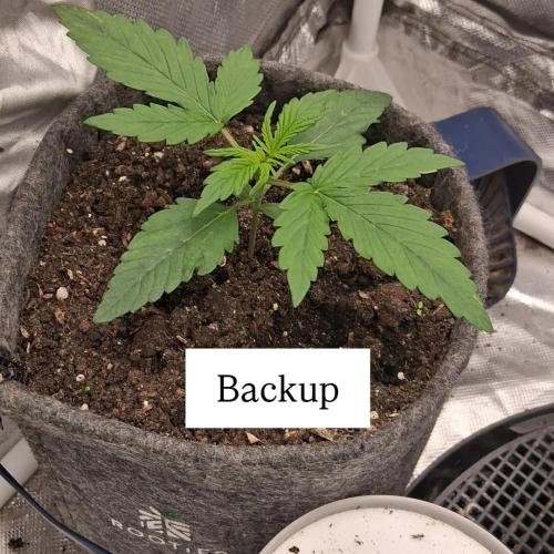 Der Anbauer comgrow. Week 3