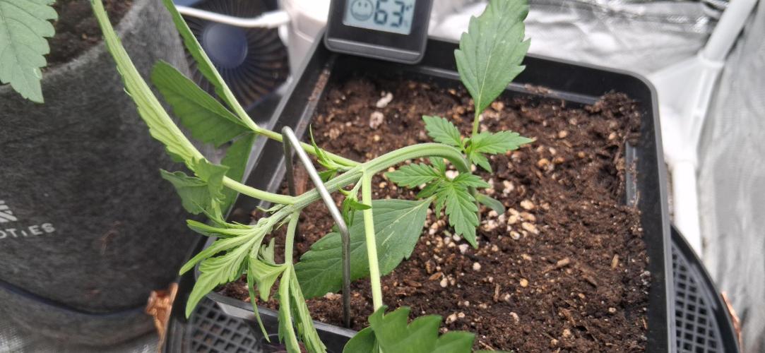 Der Anbauer comgrow. Week 3