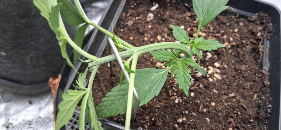 Der Anbauer comgrow. Week 3