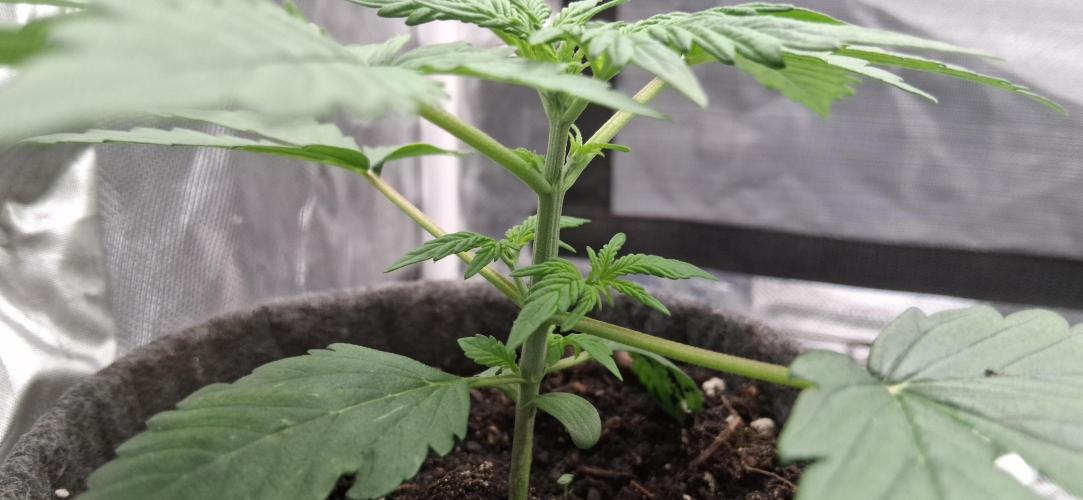 Der Anbauer comgrow. Week 3