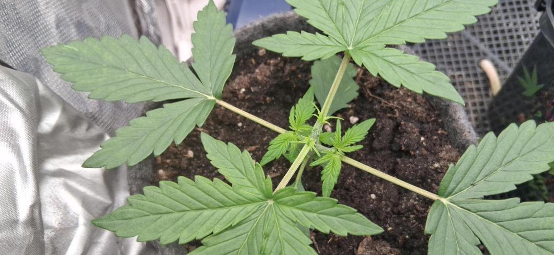 Der Anbauer comgrow. Week 3