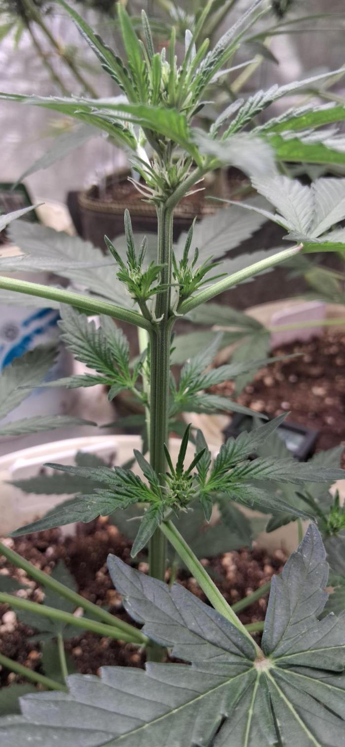 Hubabreeding. Week 3