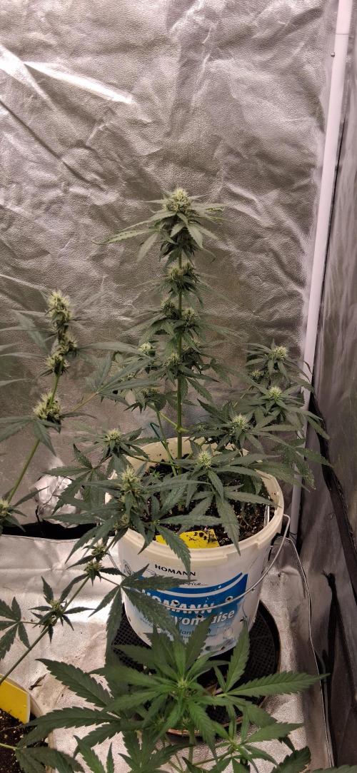 Hubabreeding. Week 6