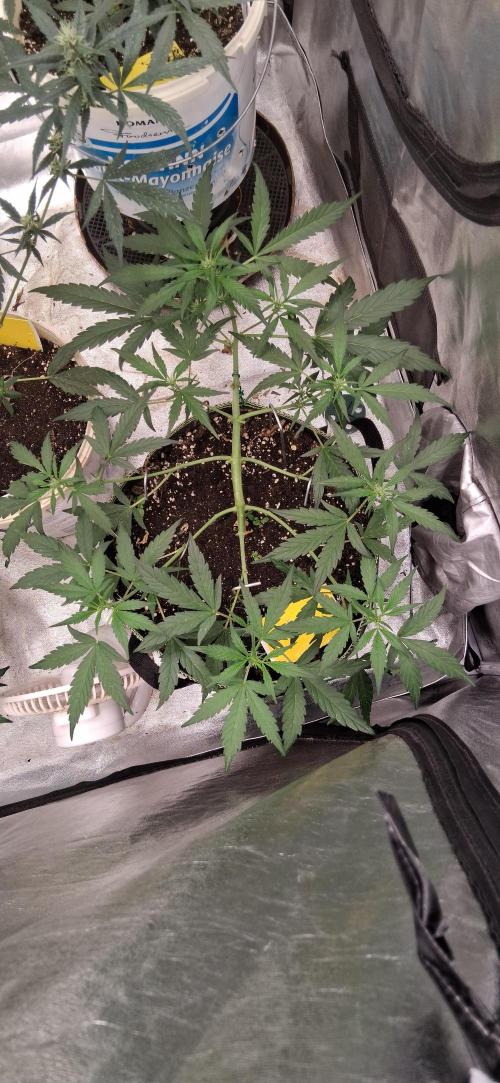 Hubabreeding. Week 6