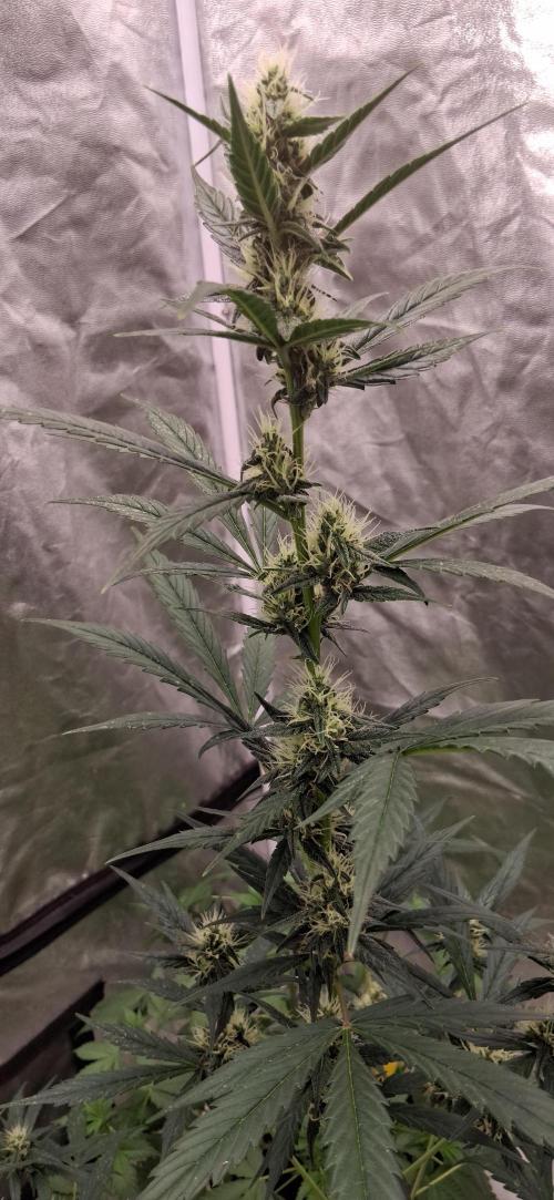 Hubabreeding. Week 6