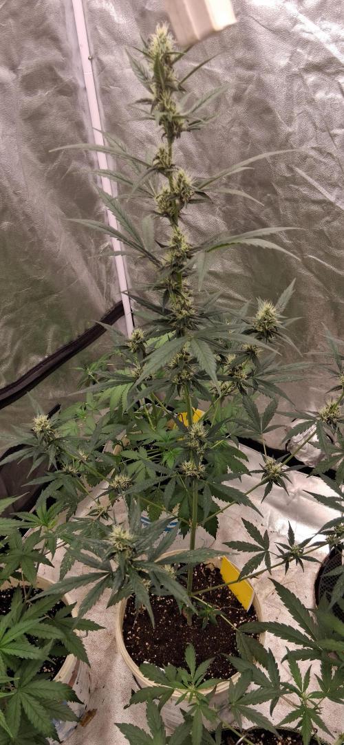Hubabreeding. Week 6