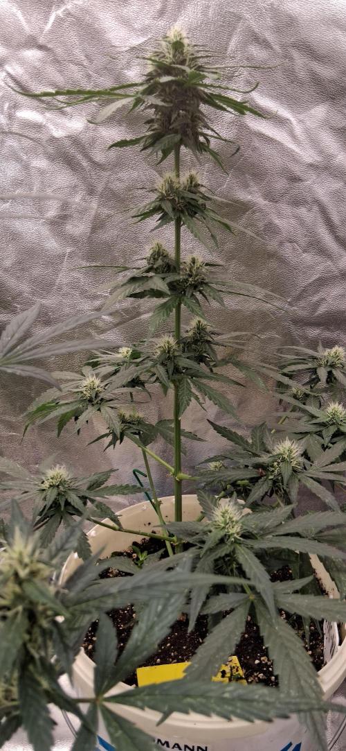 Hubabreeding. Week 6