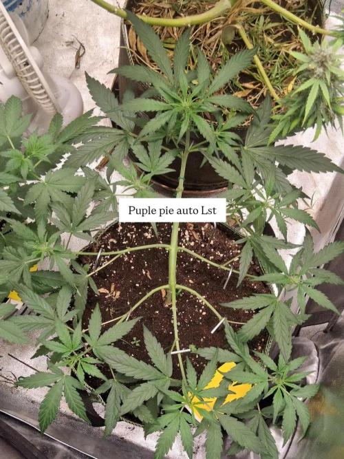 Hubabreeding. Week 6
