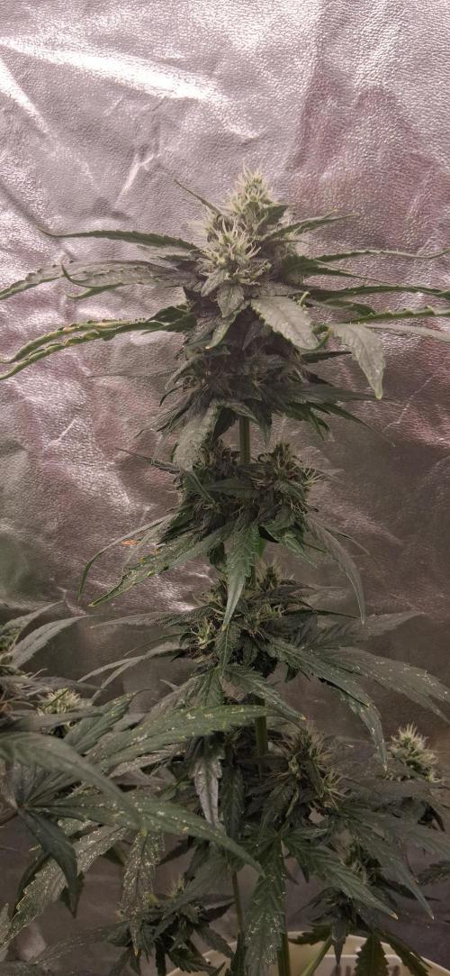 Hubabreeding. Week 8