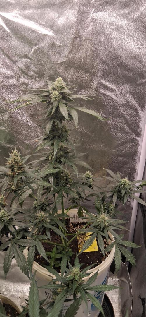 Hubabreeding. Week 8