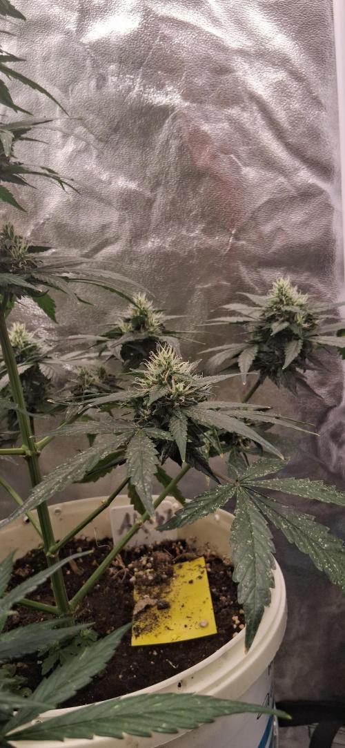 Hubabreeding. Week 8