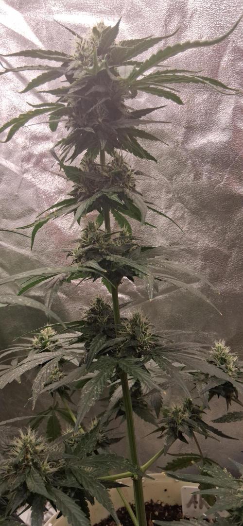Hubabreeding. Week 8