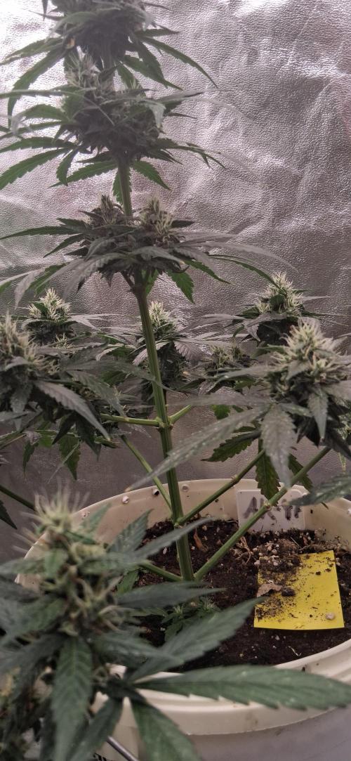 Hubabreeding. Week 8
