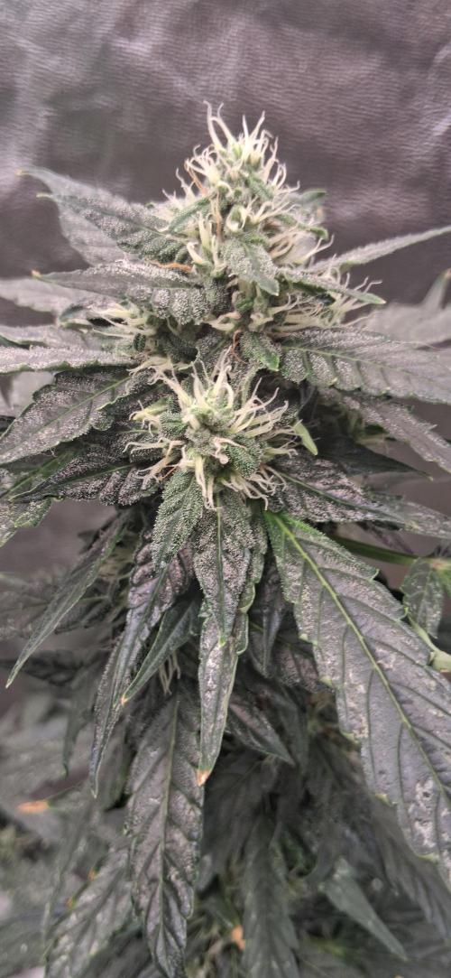 Hubabreeding. Week 8
