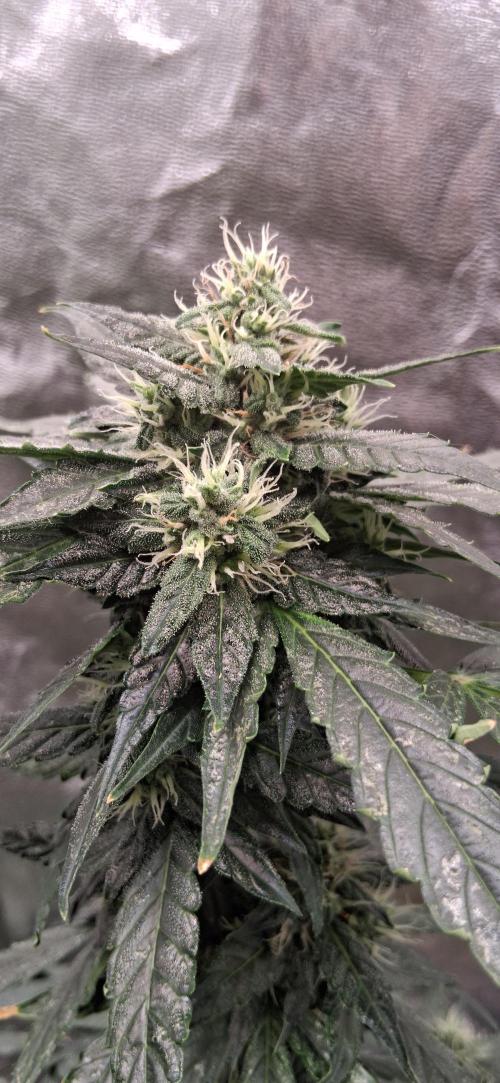 Hubabreeding. Week 8