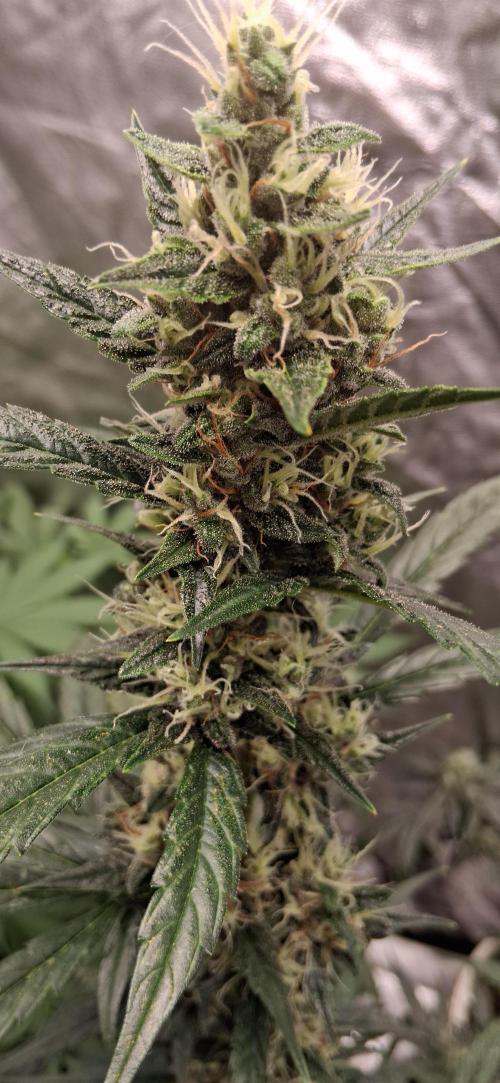 Hubabreeding. Week 8