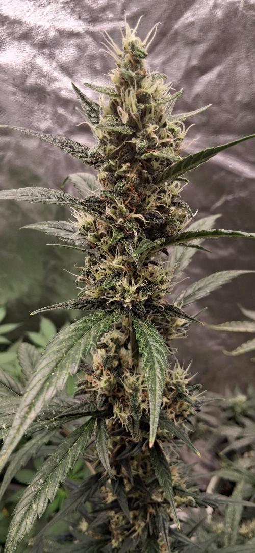 Hubabreeding. Week 8